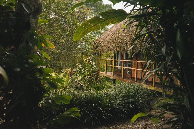 A wooden walkway surrounded by dense green foliage.